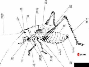 古代人生抓蛐蛐秘籍，高品质蛐蛐蟋蟀获取与资源管理要点