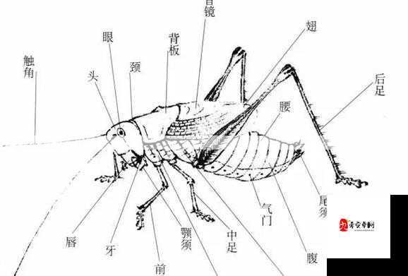 古代人生抓蛐蛐攻略，高品质蛐蛐及蟋蟀获取途径一览在资源管理中的重要性